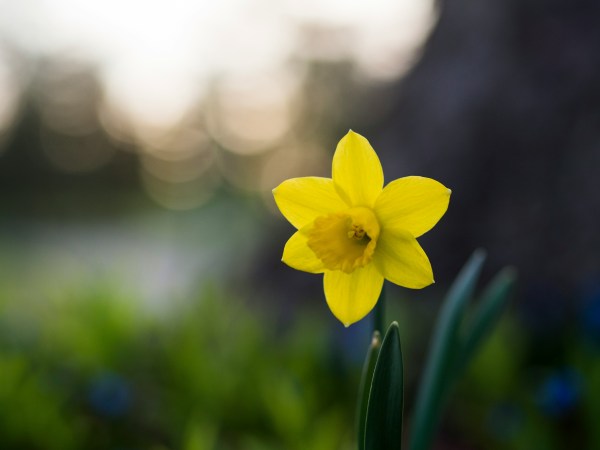 Picture of a yellow daffodil with a blurred background